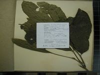 Herbarium sample